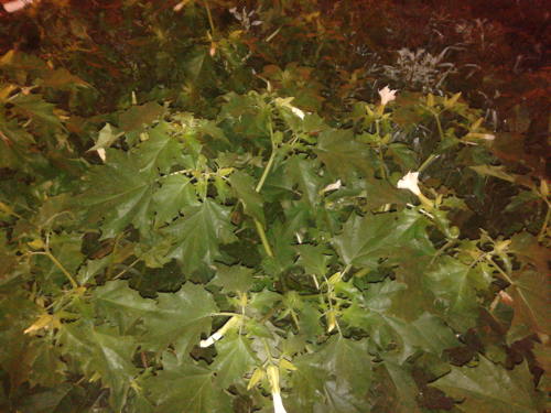 Einige Stechapfelpflanzen bei Nacht.